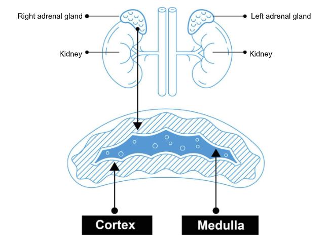 Adrenal